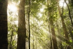 misty fog tropical rainforest jungle with sunlight beaming through in Lamington National Park Queensland