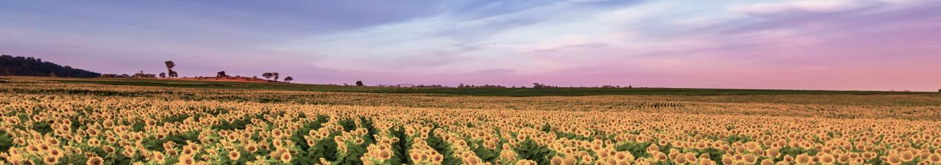 Sunflowers in Toowoomba